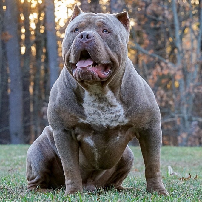 C Block Bullies Xl Evolution