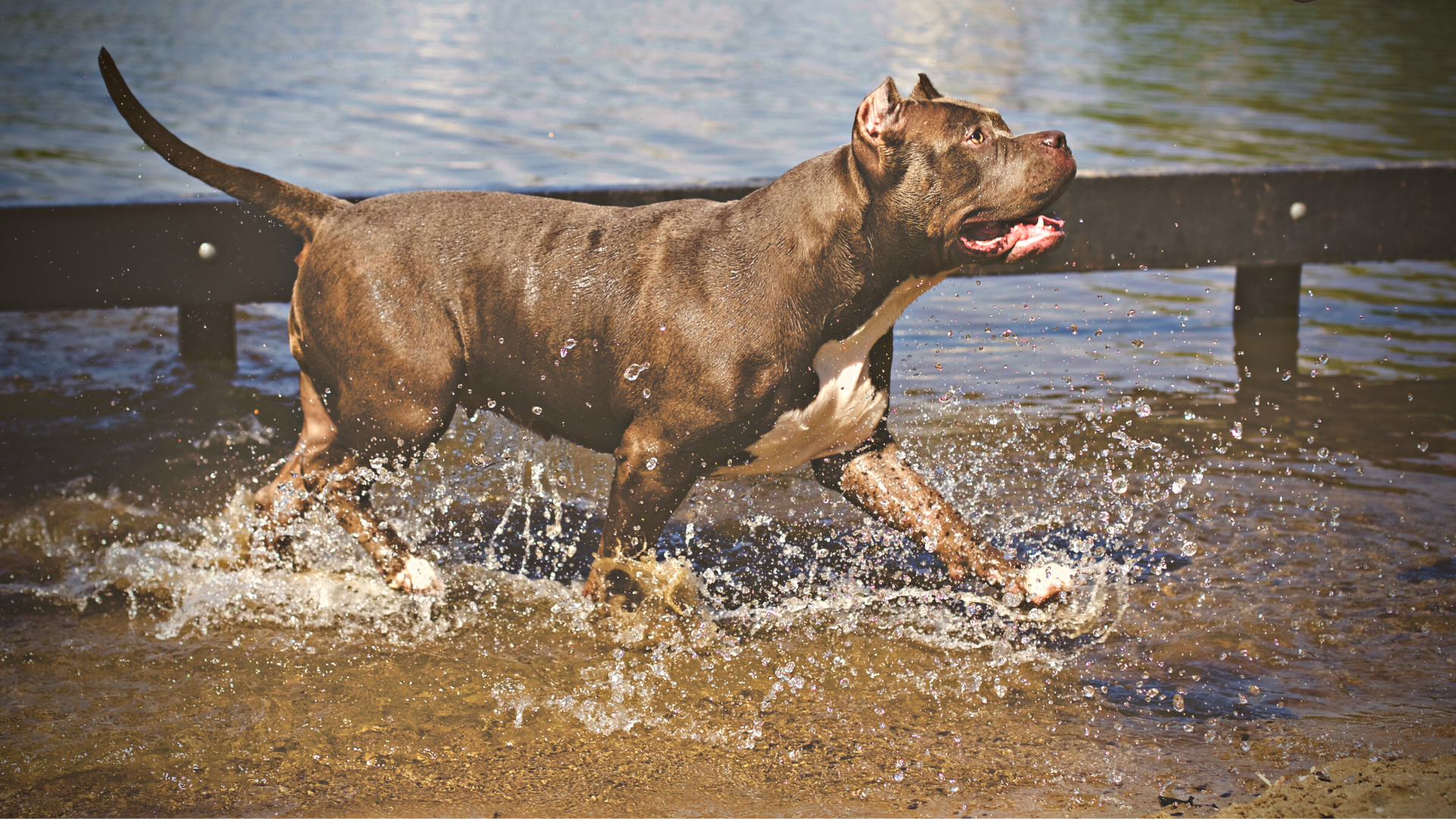 You are currently viewing History of the XL American Bully Breed