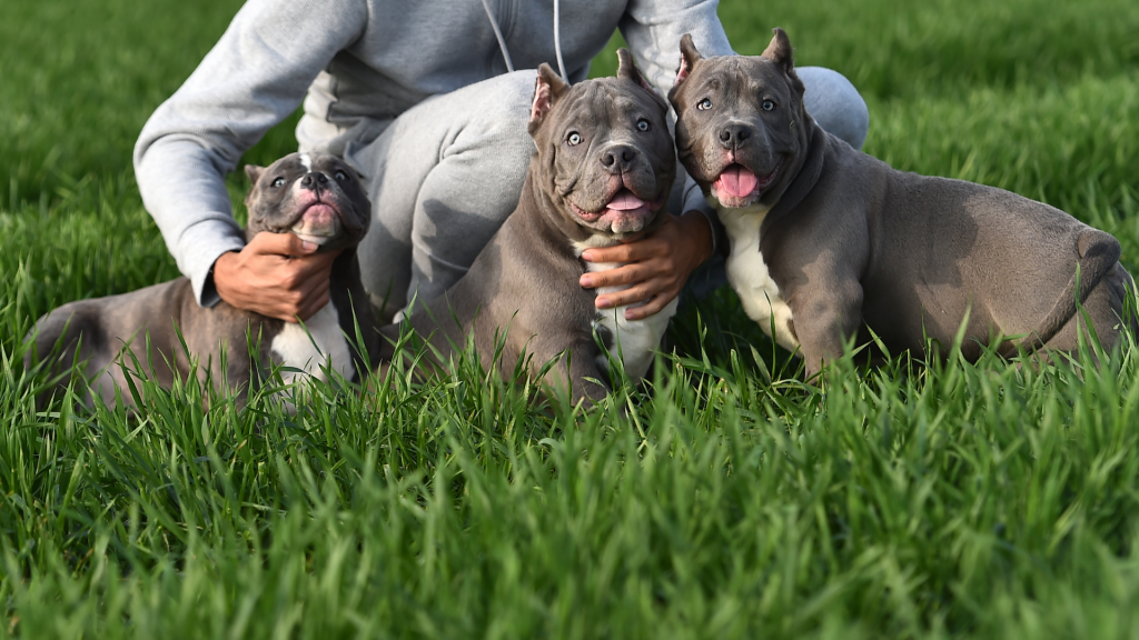 xl bully kennels        
        <figure class=