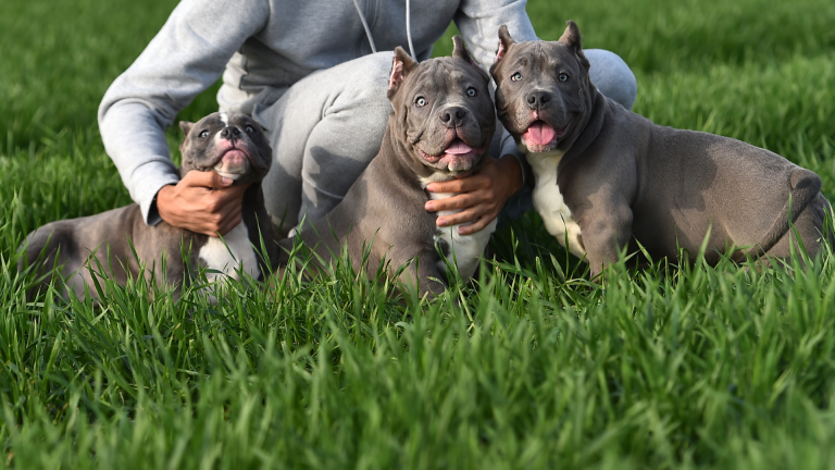 Read more about the article Top 10 XL Bully Kennels in The World
