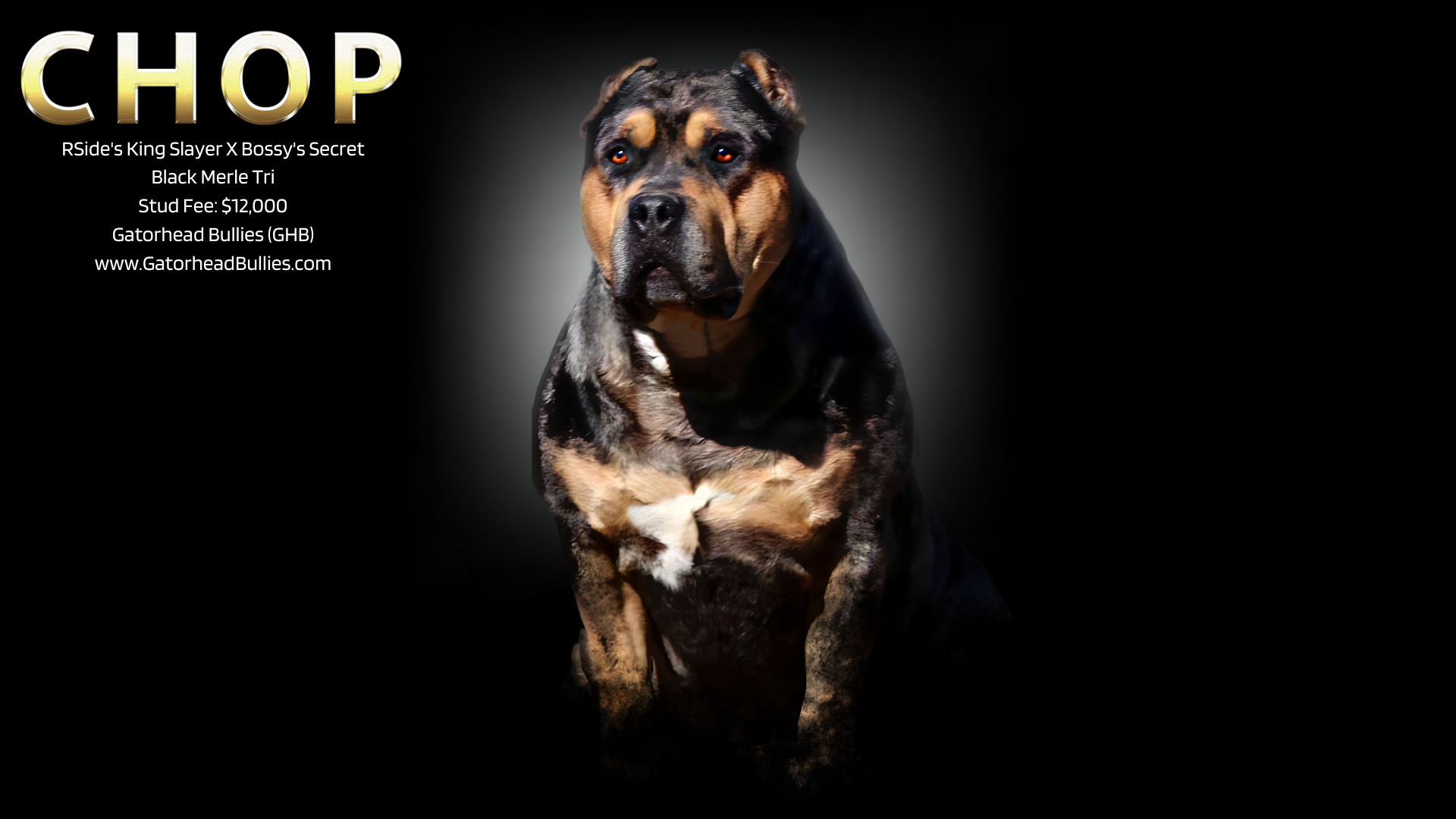 Read more about the article All Star Bullies’ Chop