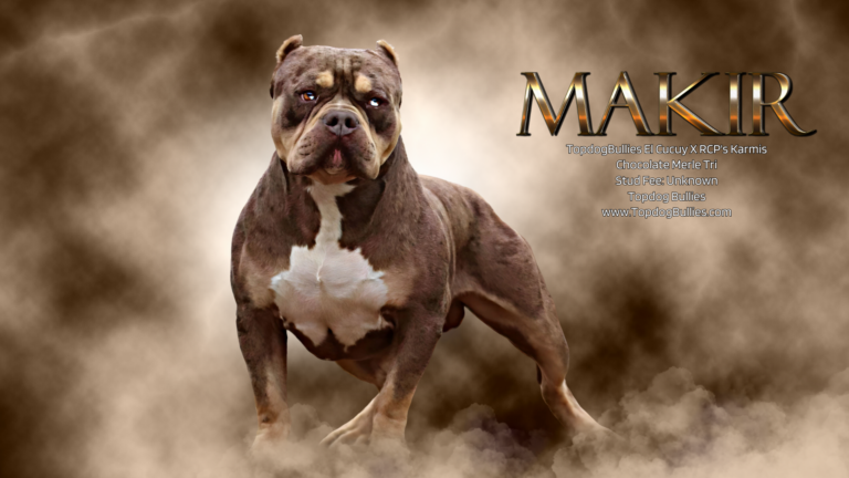 Read more about the article TopdogBullies’ Makir