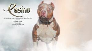 Read more about the article VictoryBullz’ Casino
